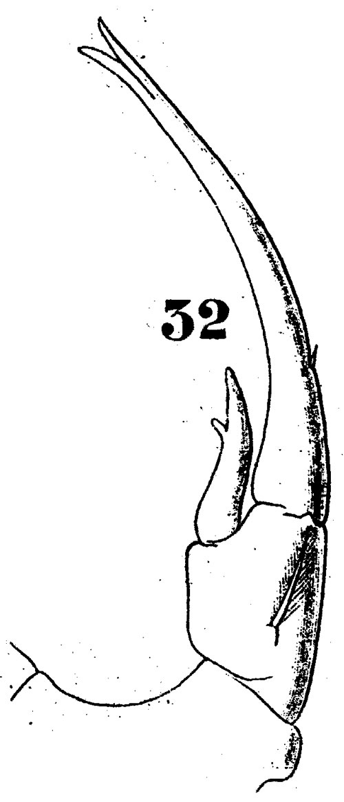 Espce Labidocera minuta - Planche 6 de figures morphologiques