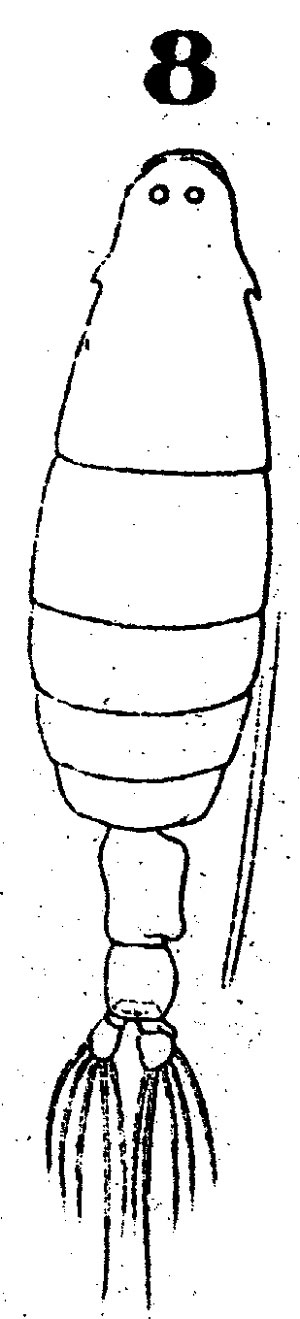 Espce Labidocera minuta - Planche 4 de figures morphologiques