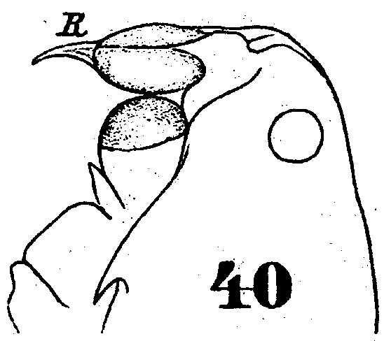 Species Pontella mediterranea - Plate 4 of morphological figures