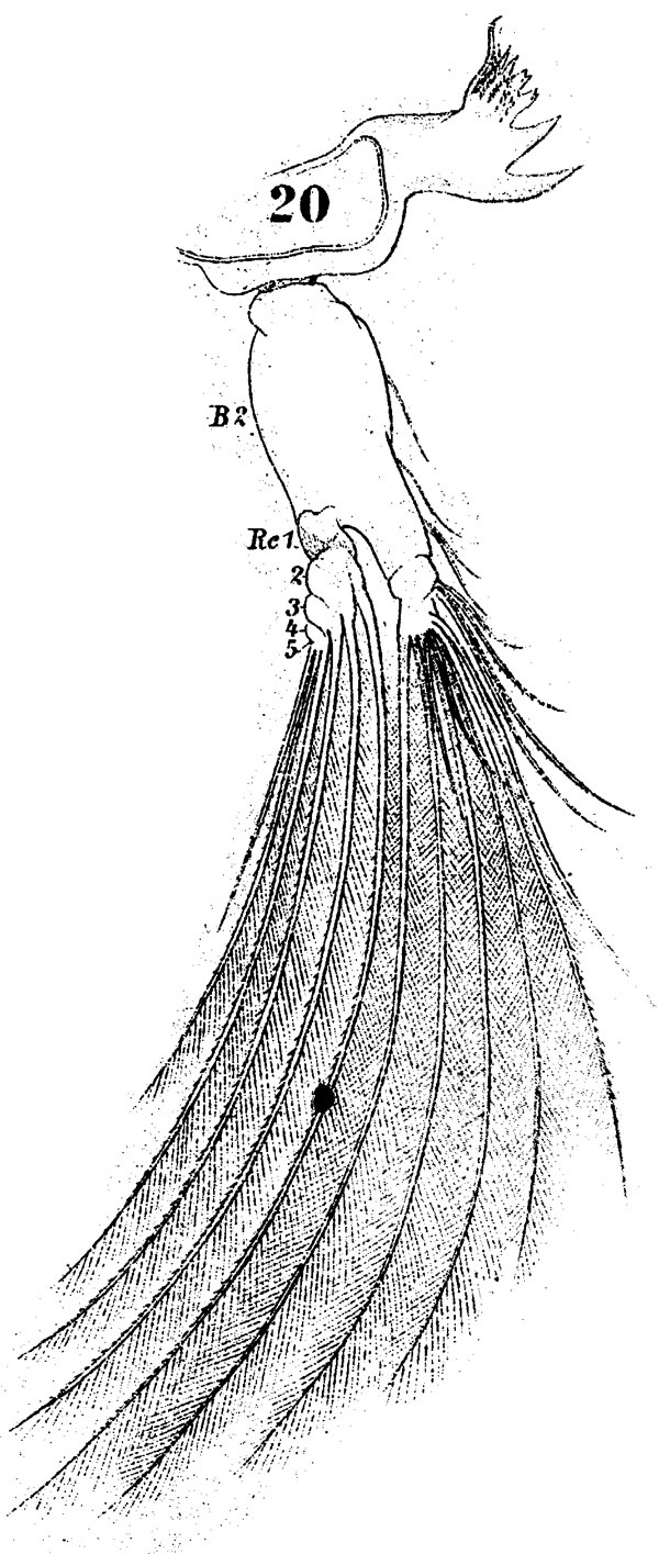 Espèce Pontella mediterranea - Planche 6 de figures morphologiques