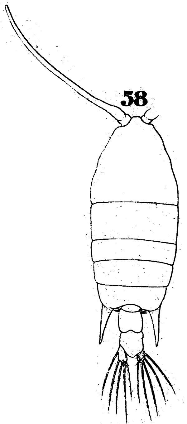 Species Pontellopsis armata - Plate 3 of morphological figures
