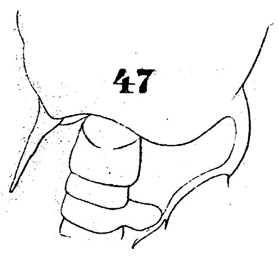 Espèce Pontellopsis armata - Planche 6 de figures morphologiques