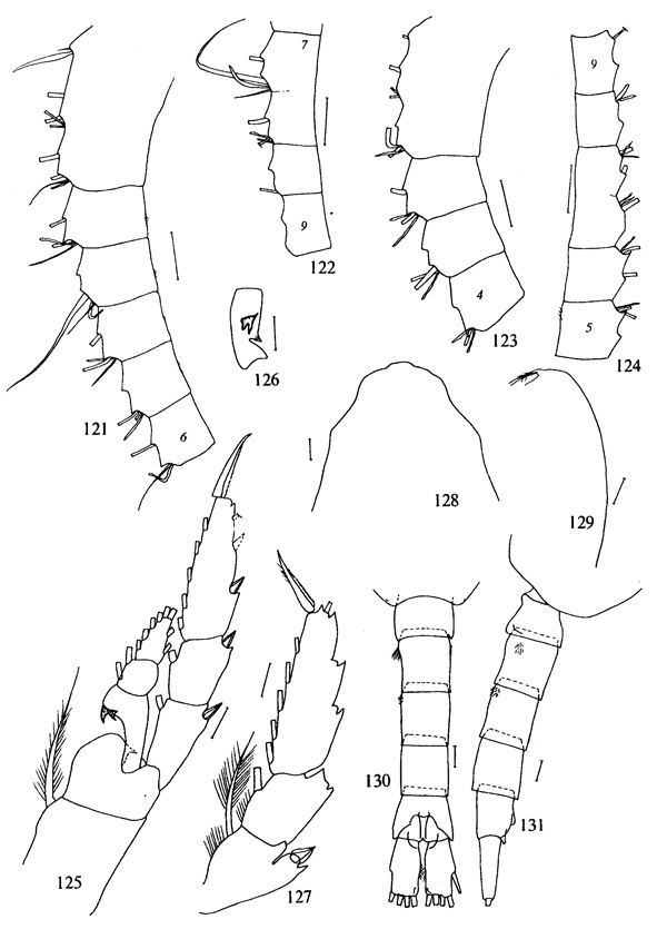 Espce Metridia asymmetrica - Planche 2 de figures morphologiques