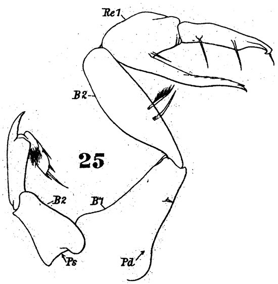 Espèce Pontellopsis strenua - Planche 6 de figures morphologiques