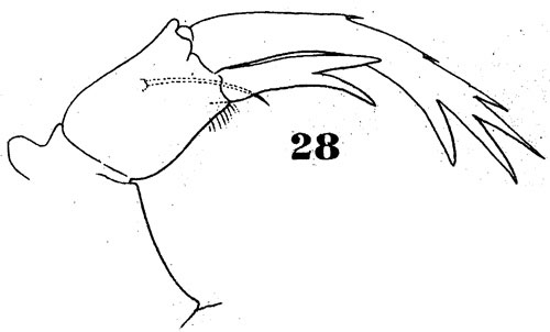Espèce Pontellopsis strenua - Planche 4 de figures morphologiques