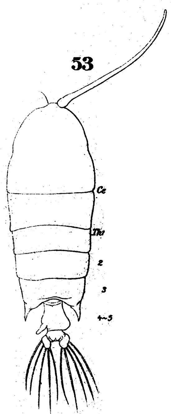 Espèce Pontellopsis strenua - Planche 2 de figures morphologiques