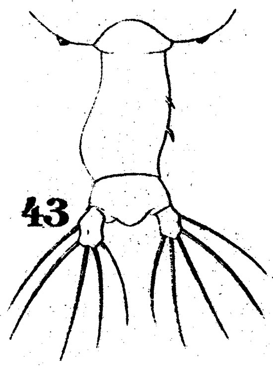 Species Pontellopsis tenuicauda - Plate 4 of morphological figures