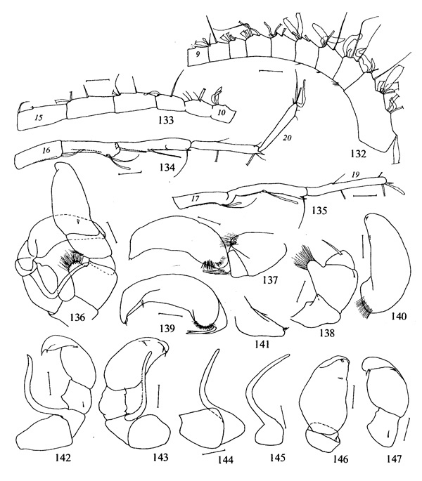 Species Metridia asymmetrica - Plate 3 of morphological figures