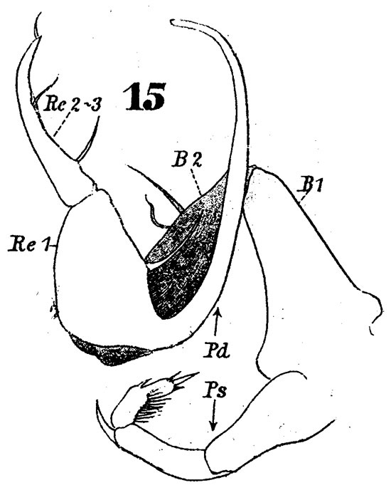 Espèce Pontellopsis perspicax - Planche 5 de figures morphologiques