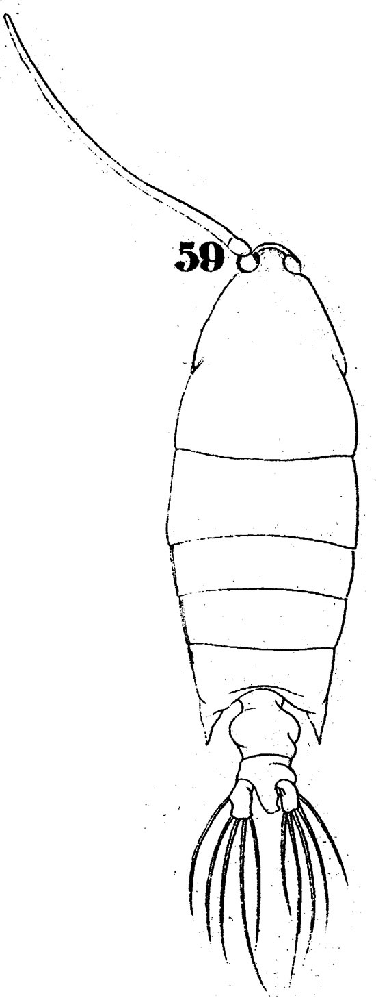 Espèce Pontellopsis perspicax - Planche 1 de figures morphologiques