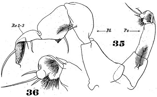 Species Pontellopsis brevis - Plate 5 of morphological figures
