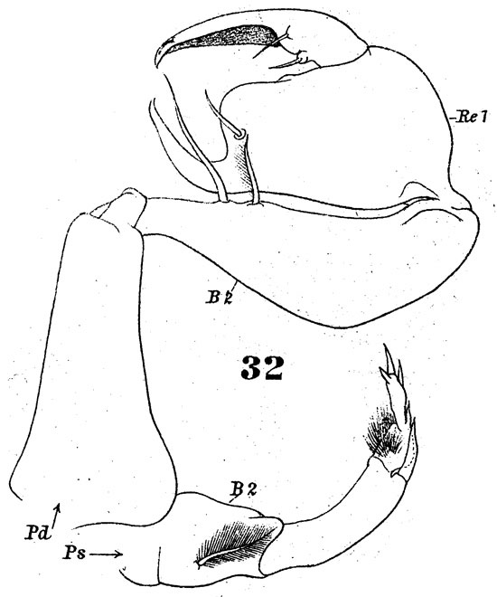 Species Pontellopsis lubbocki - Plate 4 of morphological figures