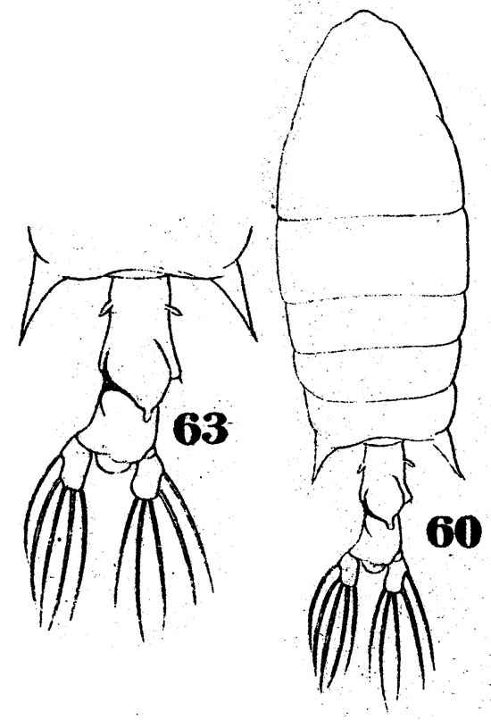 Species Pontellopsis lubbocki - Plate 1 of morphological figures