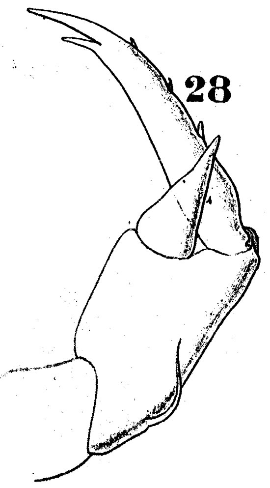 Espce Labidocera detruncata - Planche 6 de figures morphologiques