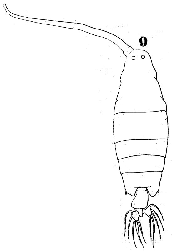 Species Labidocera detruncata - Plate 4 of morphological figures