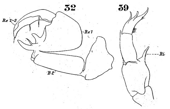 Species Labidocera lubbocki - Plate 5 of morphological figures