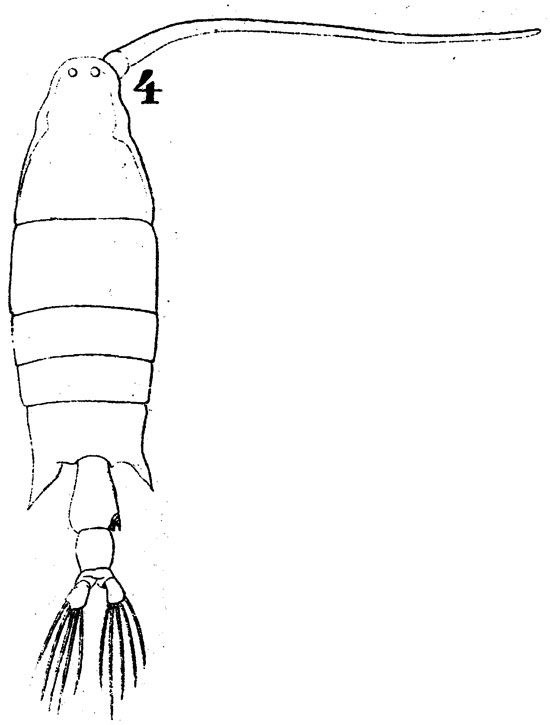 Espce Labidocera lubbocki - Planche 1 de figures morphologiques