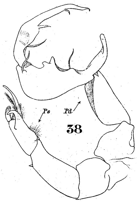 Species Labidocera kryeri - Plate 7 of morphological figures