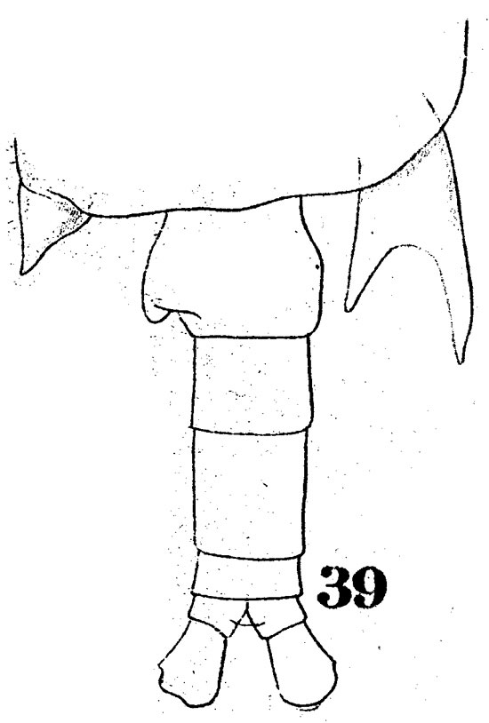 Espce Labidocera kryeri - Planche 6 de figures morphologiques