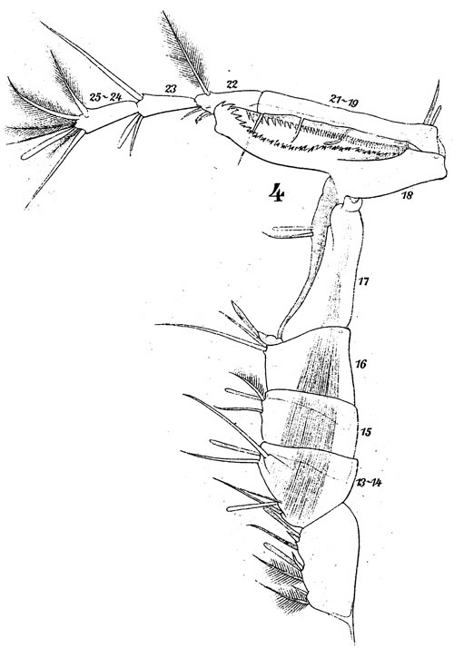 Species Labidocera brunescens - Plate 6 of morphological figures