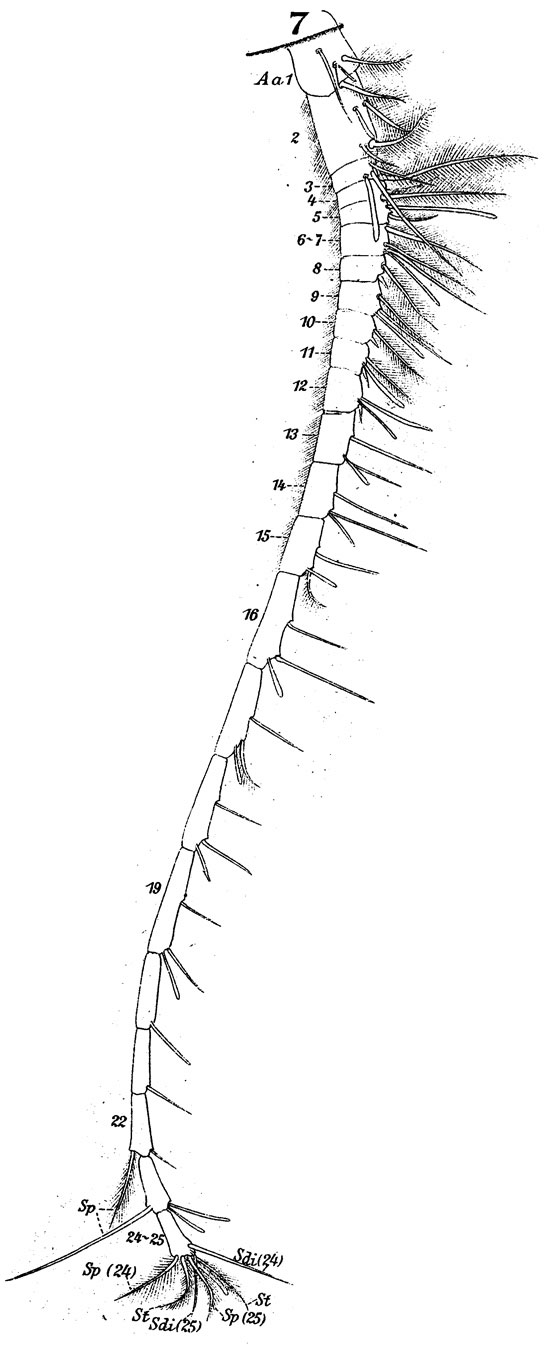 Species Labidocera brunescens - Plate 5 of morphological figures