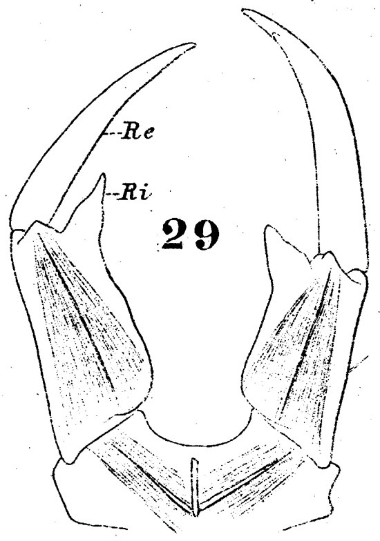 Espèce Labidocera brunescens - Planche 4 de figures morphologiques