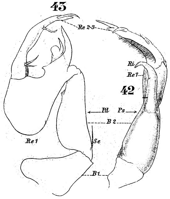 Espèce Labidocera brunescens - Planche 8 de figures morphologiques
