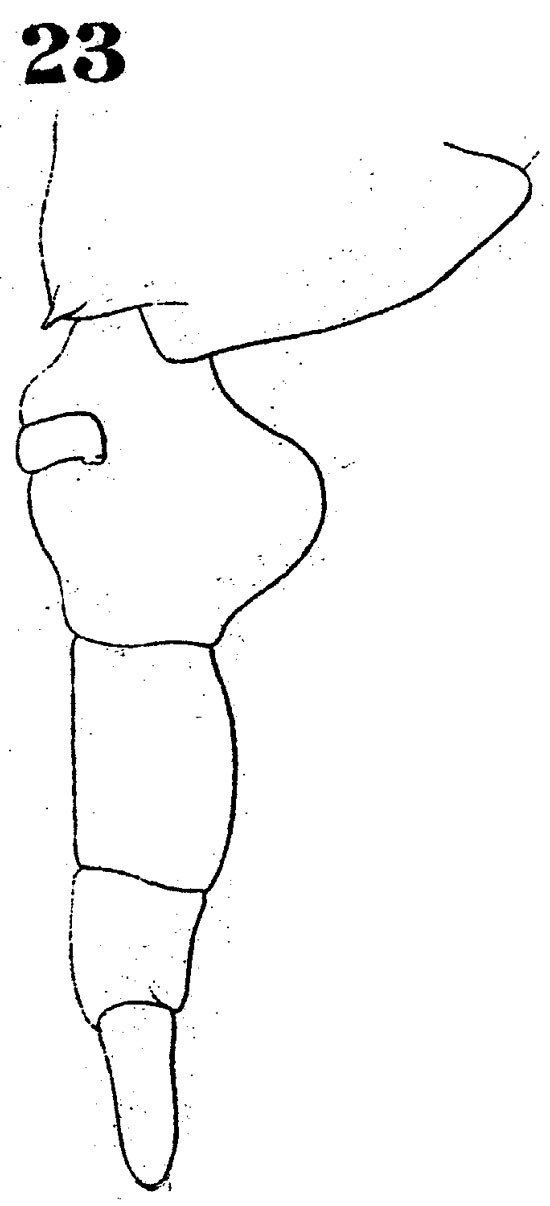 Espèce Labidocera brunescens - Planche 3 de figures morphologiques
