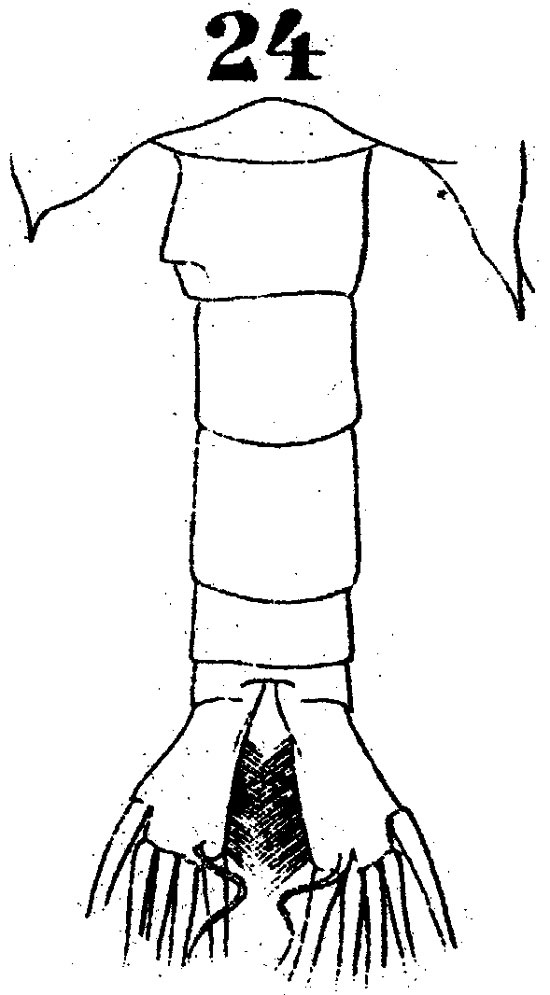 Espèce Labidocera brunescens - Planche 7 de figures morphologiques