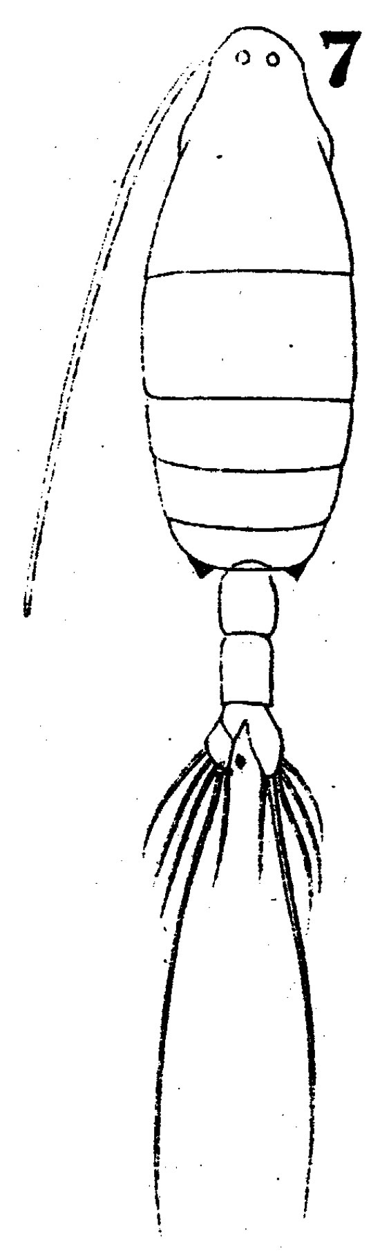 Species Labidocera euchaeta - Plate 5 of morphological figures