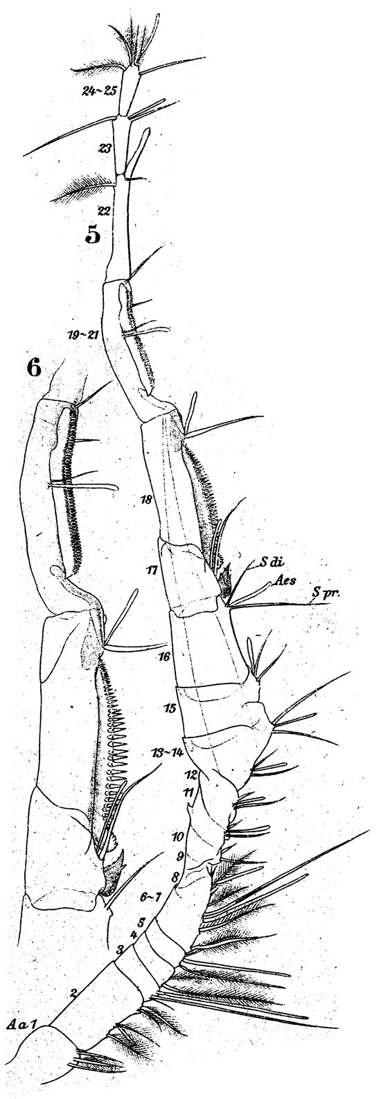 Espèce Labidocera wollastoni - Planche 12 de figures morphologiques