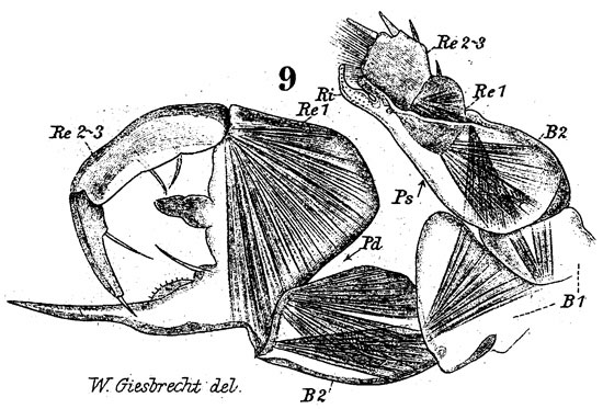 Espèce Labidocera wollastoni - Planche 13 de figures morphologiques