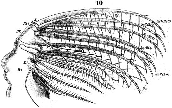 Espèce Labidocera wollastoni - Planche 11 de figures morphologiques