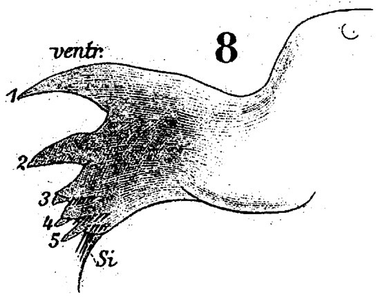 Espèce Labidocera wollastoni - Planche 10 de figures morphologiques