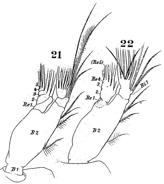 Espèce Labidocera wollastoni - Planche 9 de figures morphologiques