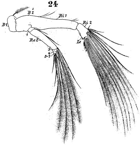 Espèce Labidocera wollastoni - Planche 8 de figures morphologiques
