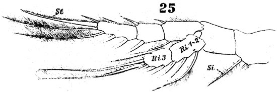Espèce Labidocera wollastoni - Planche 16 de figures morphologiques