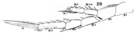 Espèce Labidocera wollastoni - Planche 17 de figures morphologiques
