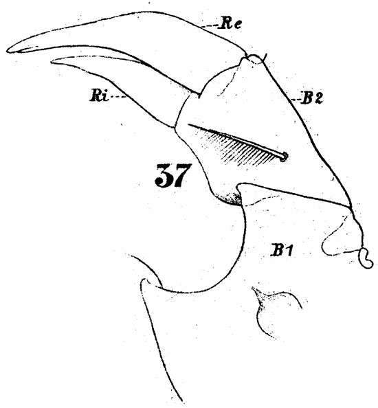 Espèce Labidocera wollastoni - Planche 6 de figures morphologiques