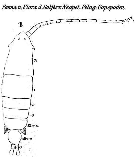 Espèce Labidocera wollastoni - Planche 3 de figures morphologiques