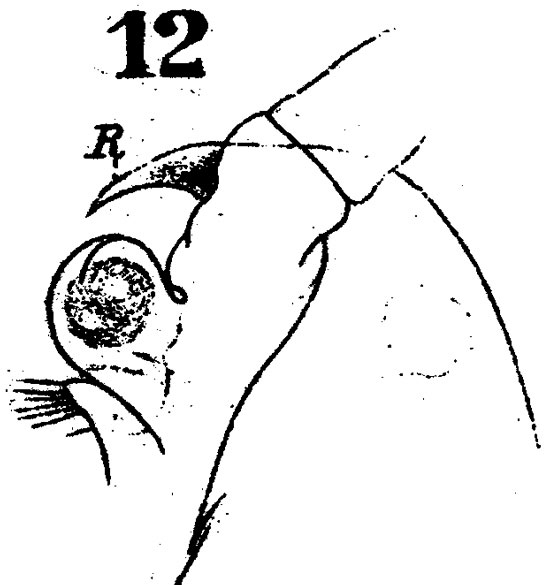 Espèce Labidocera wollastoni - Planche 4 de figures morphologiques
