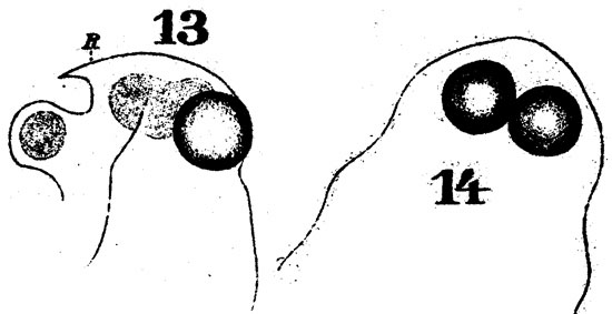Espèce Labidocera wollastoni - Planche 14 de figures morphologiques