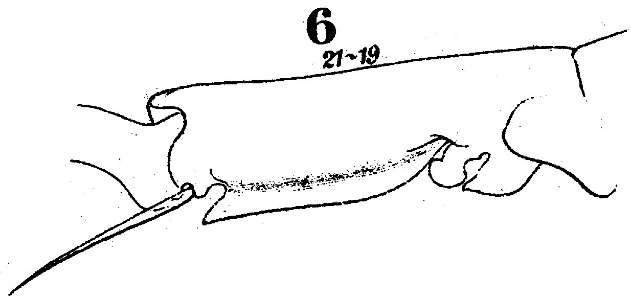 Espce Pontella tenuiremis - Planche 5 de figures morphologiques