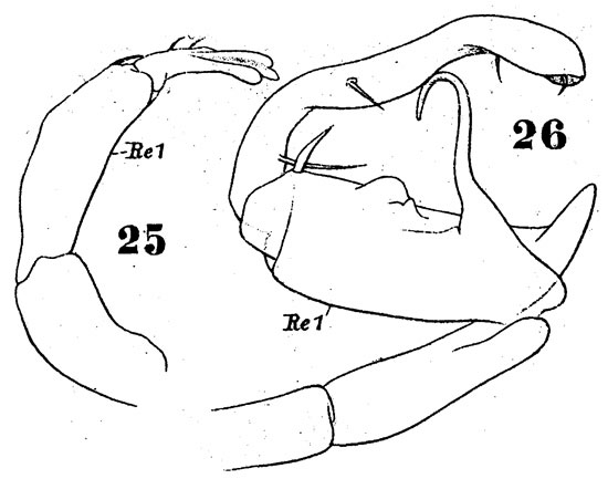 Espce Pontella tenuiremis - Planche 4 de figures morphologiques