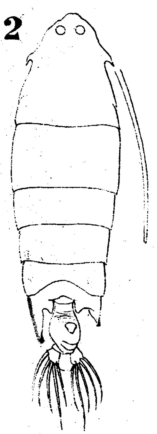 Espèce Pontella spinipes - Planche 6 de figures morphologiques