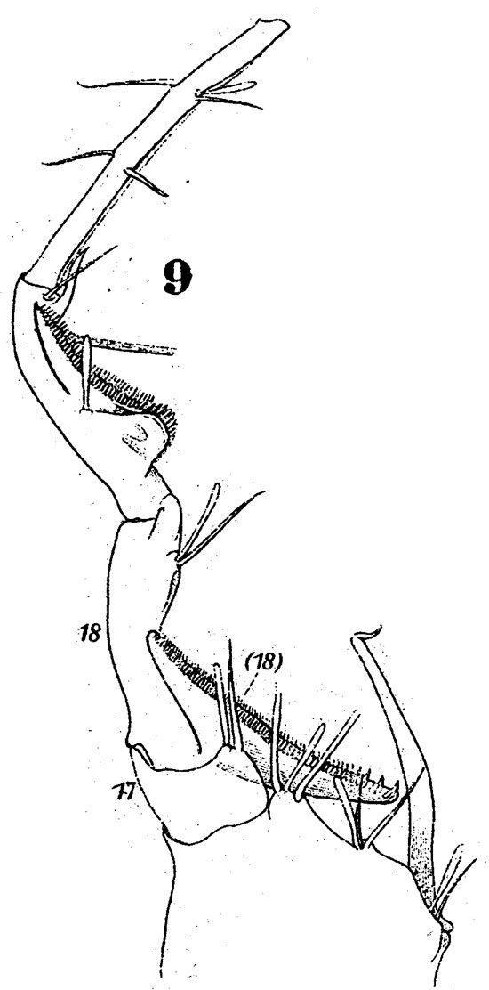 Species Pontella securifer - Plate 9 of morphological figures
