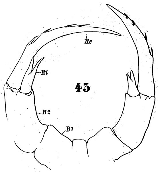 Espce Pontella securifer - Planche 8 de figures morphologiques