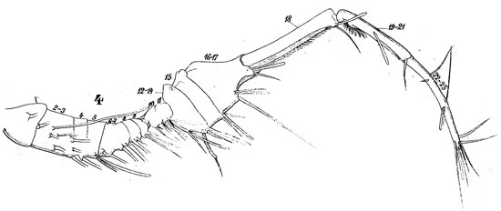 Espèce Pontellina plumata - Planche 13 de figures morphologiques