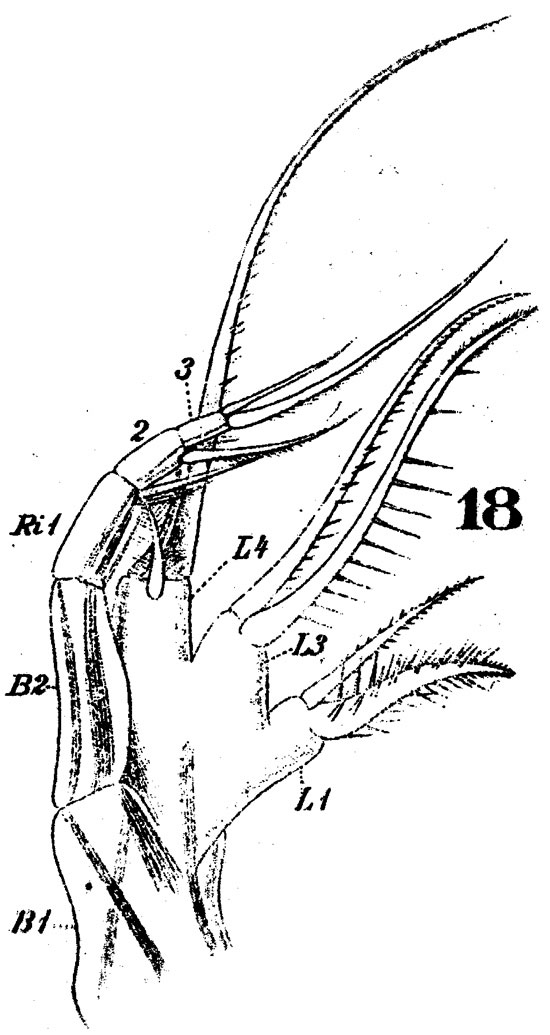 Espèce Pontellina plumata - Planche 11 de figures morphologiques