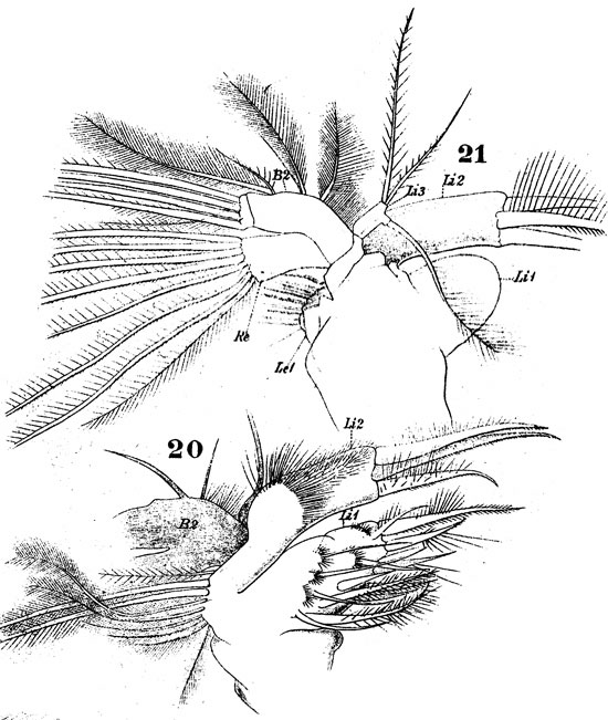 Espèce Pontellina plumata - Planche 15 de figures morphologiques
